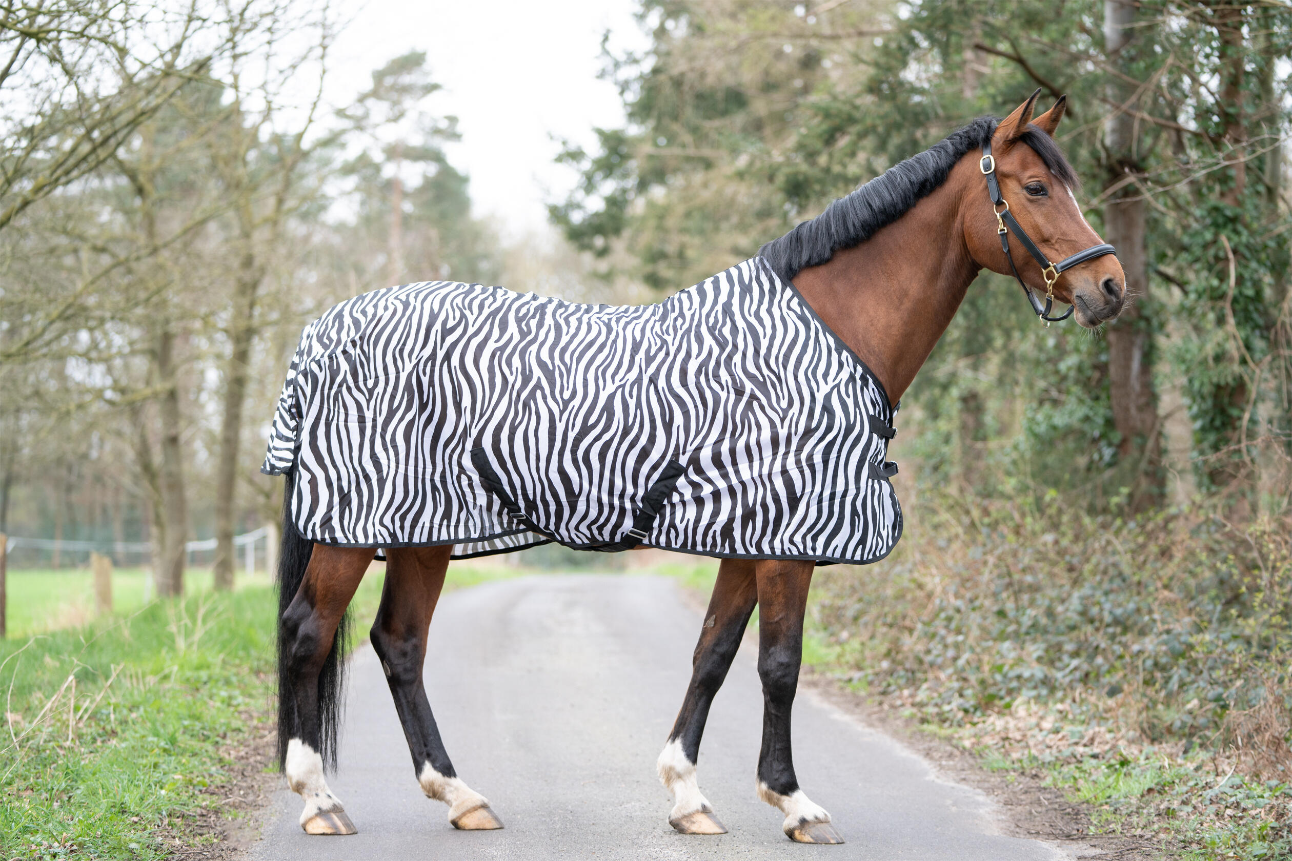 Fliegendecke mit Kreuzgurt ZEBRA schwarz/weiß 5/7