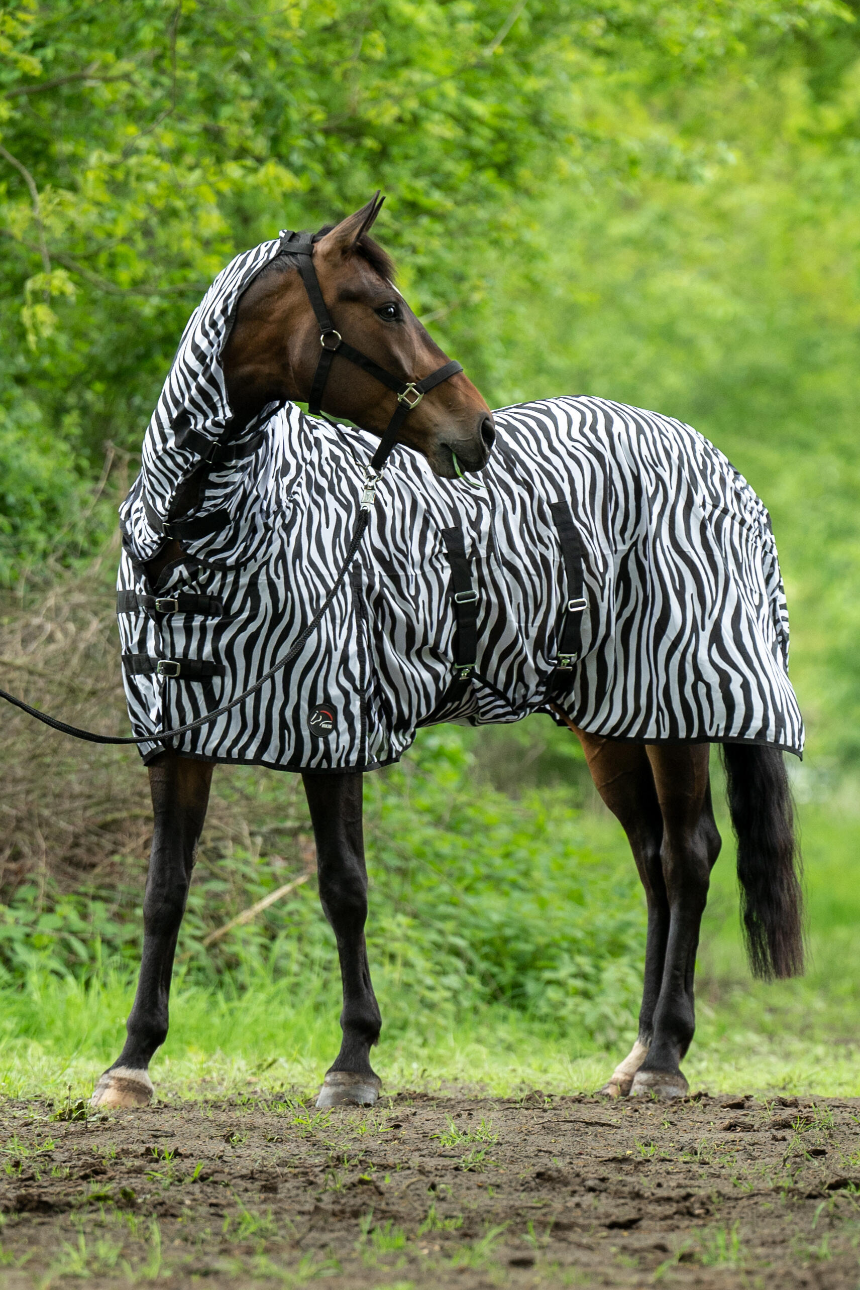 FLIEGENDECKE ZEBRA MIT HALS 3/6