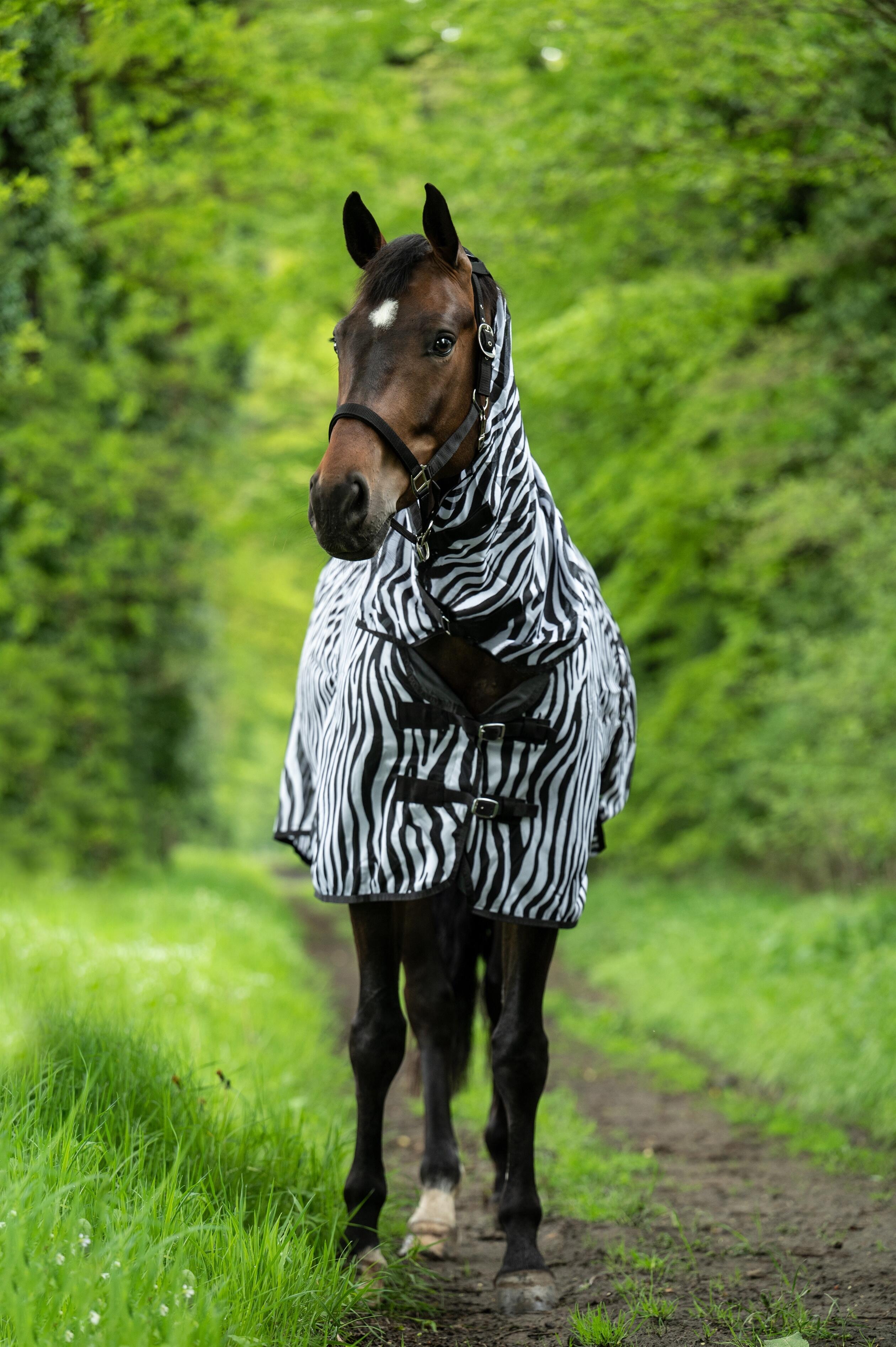 FLIEGENDECKE ZEBRA MIT HALS 4/6