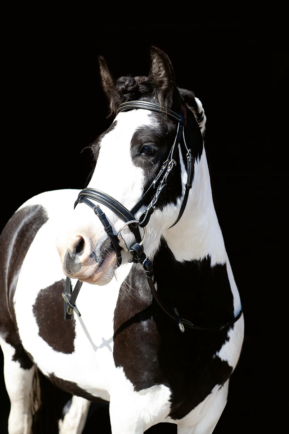 Bridon Lou noir 4/6