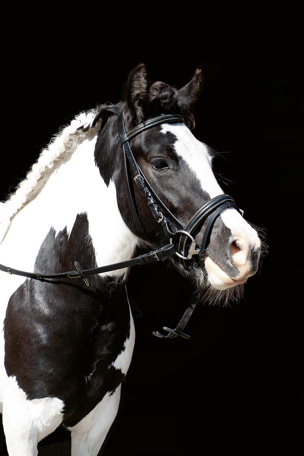 Bridon Lou noir 3/6