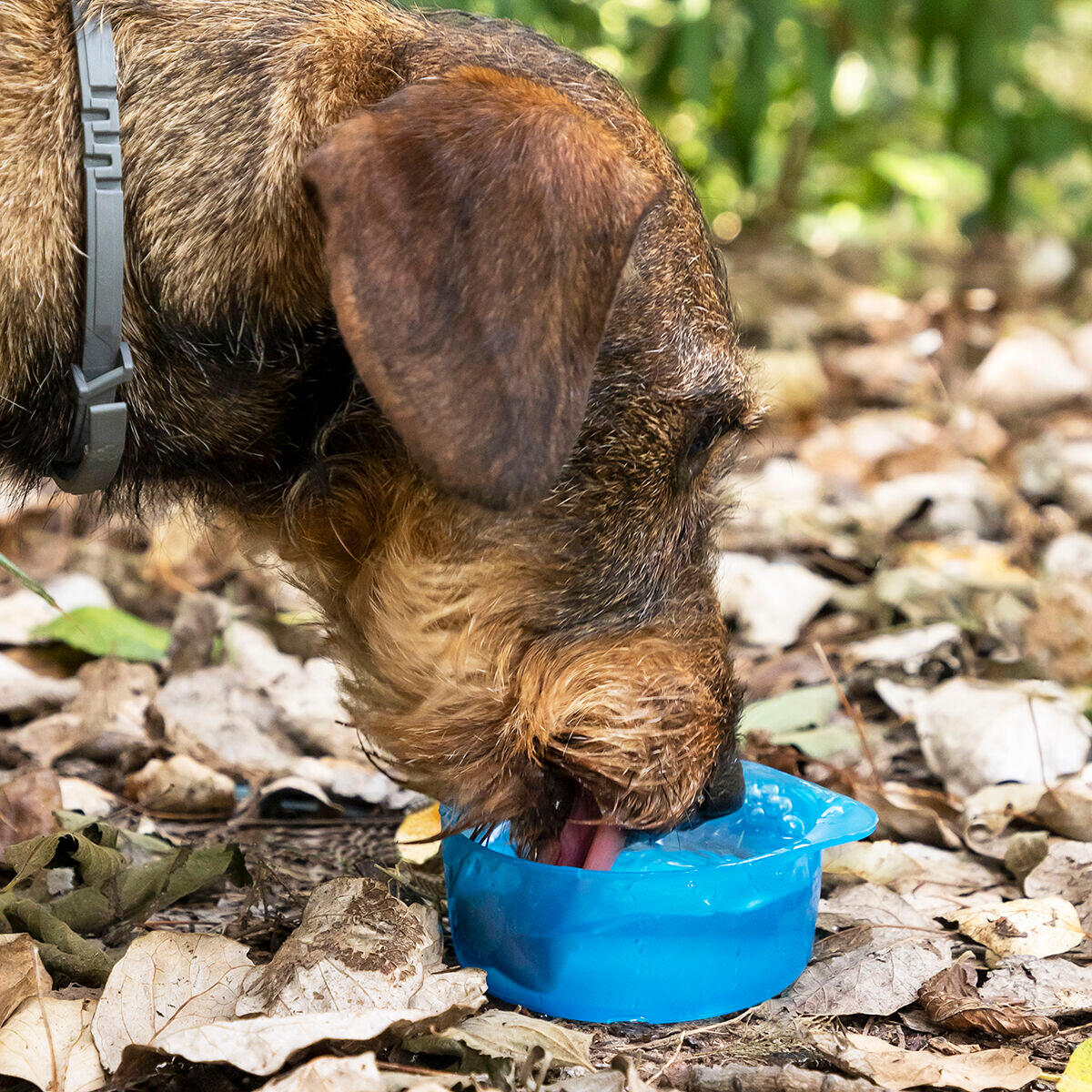 Bottiglia con Contenitore per Acqua e Cibo per Animali Domestici 2 in 1 InnovaGo 5/5