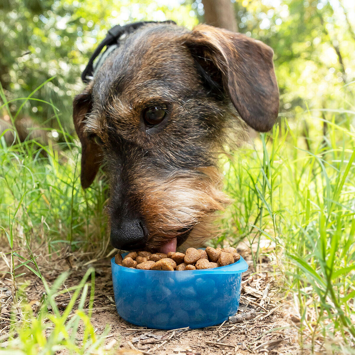 Bottiglia con Contenitore per Acqua e Cibo per Animali Domestici 2 in 1 InnovaGo 4/5