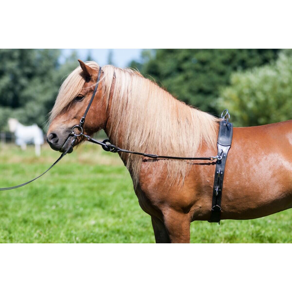 Redini lunghe per il cavallo Karlslund Lunging 2/2