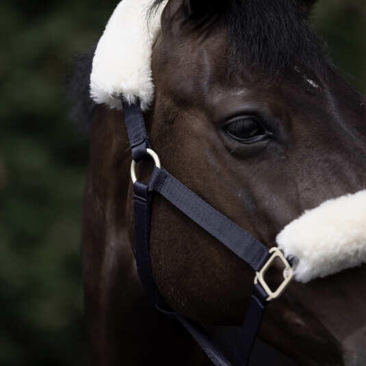 Licol pour cheval avec peau de mouton B Vertigo Laurier 3/4