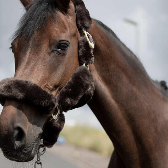Halster voor paarden met schapenvacht B Vertigo Tremblant 3/5