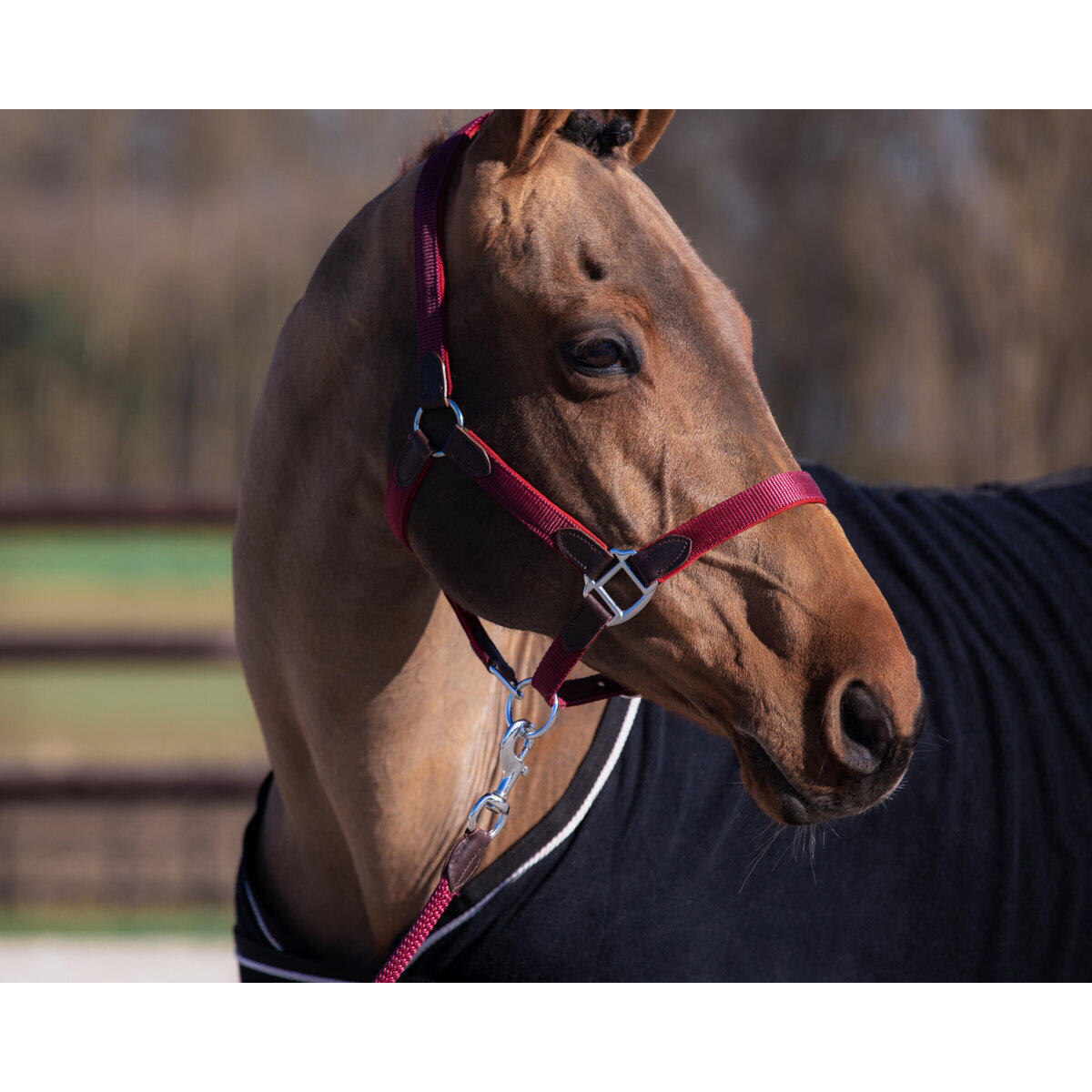 Ensemble licol et longe pour cheval nylon HFI Néoprène Smart 2/2