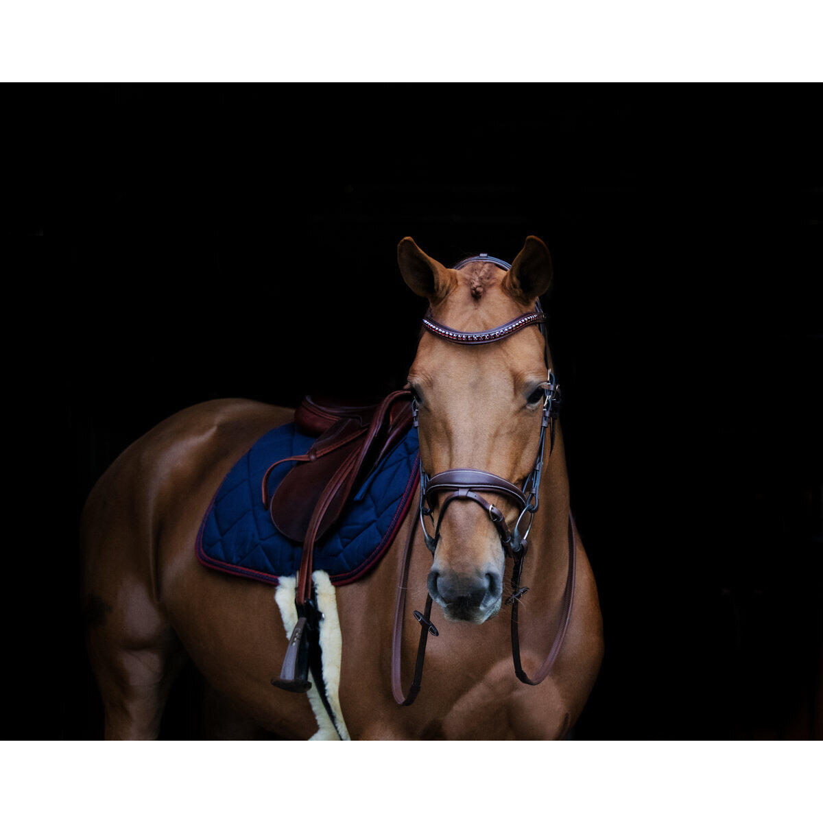 Frontale per cavallo HFI Padded Wave + Strass 2/3