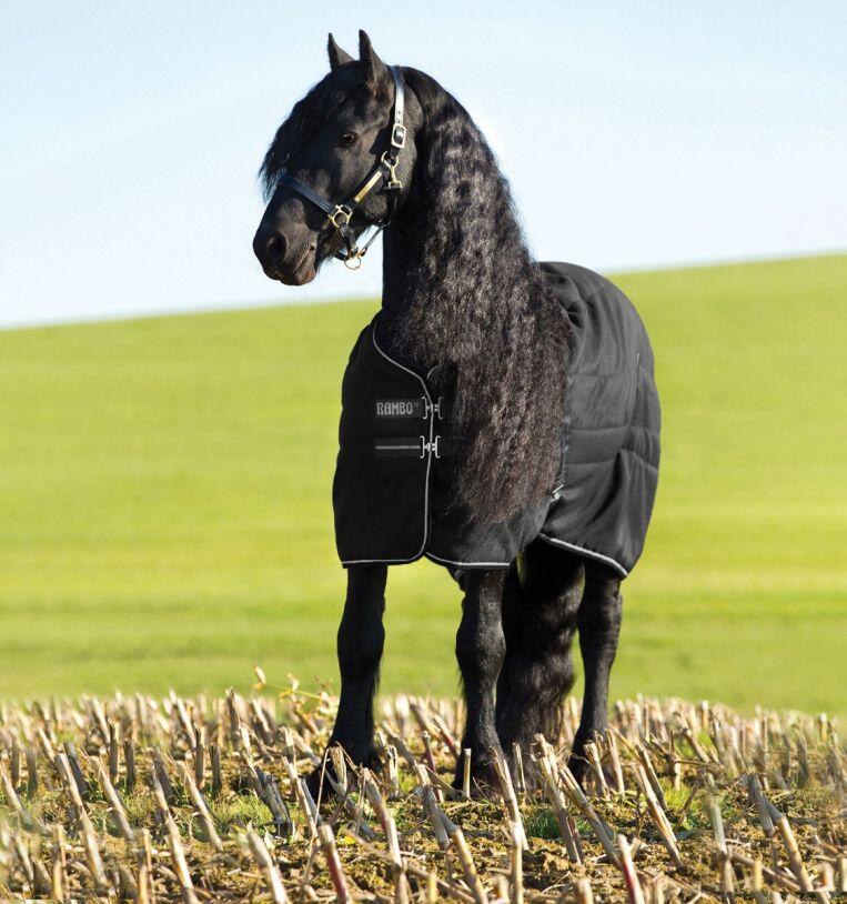 Couverture d'écurie Rambo 200g - HORSEWARE 2/7