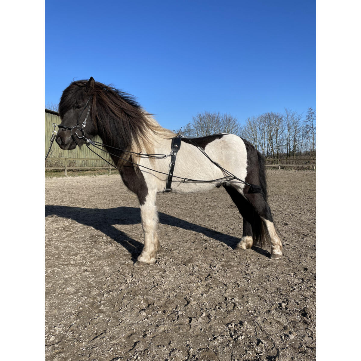 Longue rêne pour cheval Karlslund 2/2