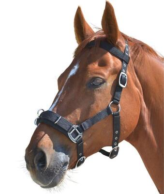 Waldhausen Economic Kappzaum