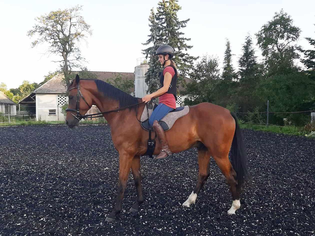Harry`s Horse Bareback Pad 3/4