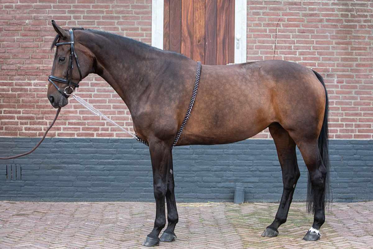 Harry`s Horse Hilfslonge Soft 2/3