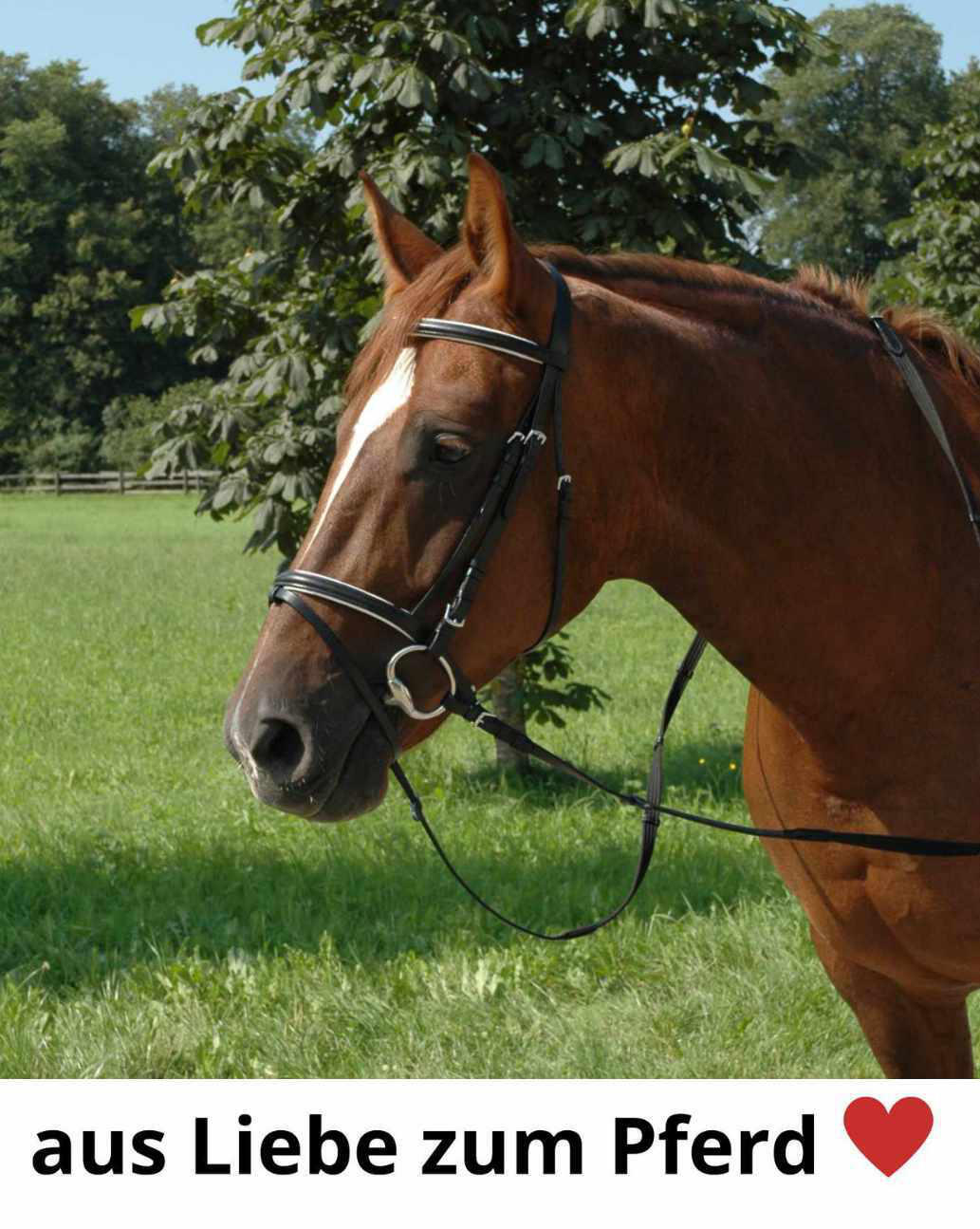 Harry`s Horse Olivenkopftrense 3/4