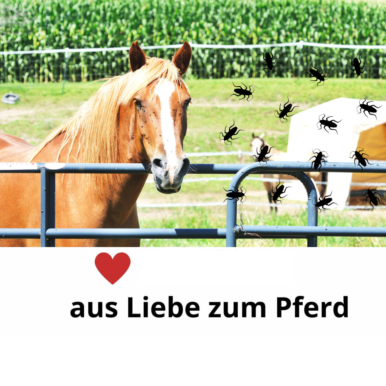 Riding World Fliegenschutzgamaschen 3/3