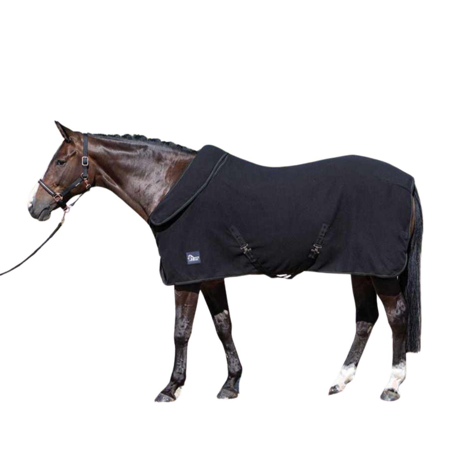 HARRYS HORSE picture