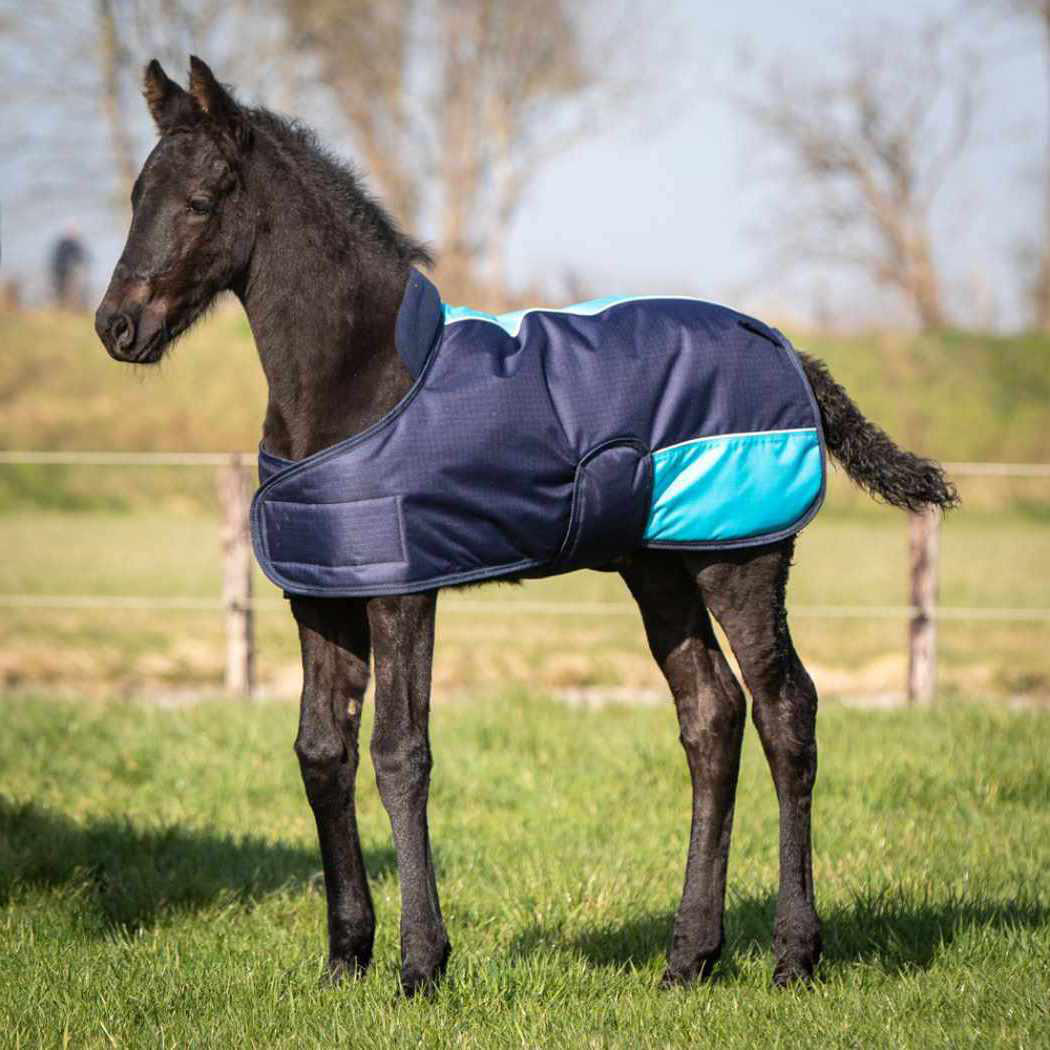 Harry`s Horse Fohlendecke 3/4