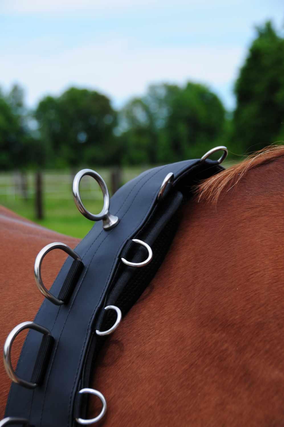 AMKA PRO Longiergurt 2/4
