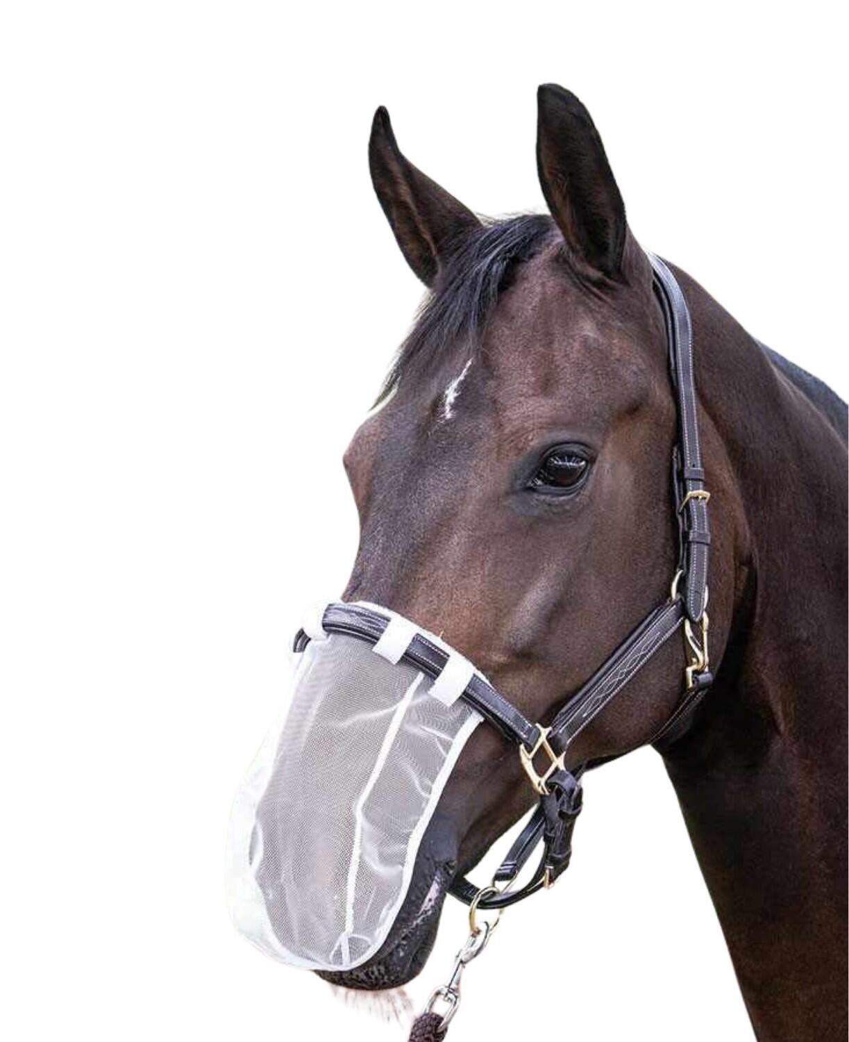 HARRYS HORSE picture