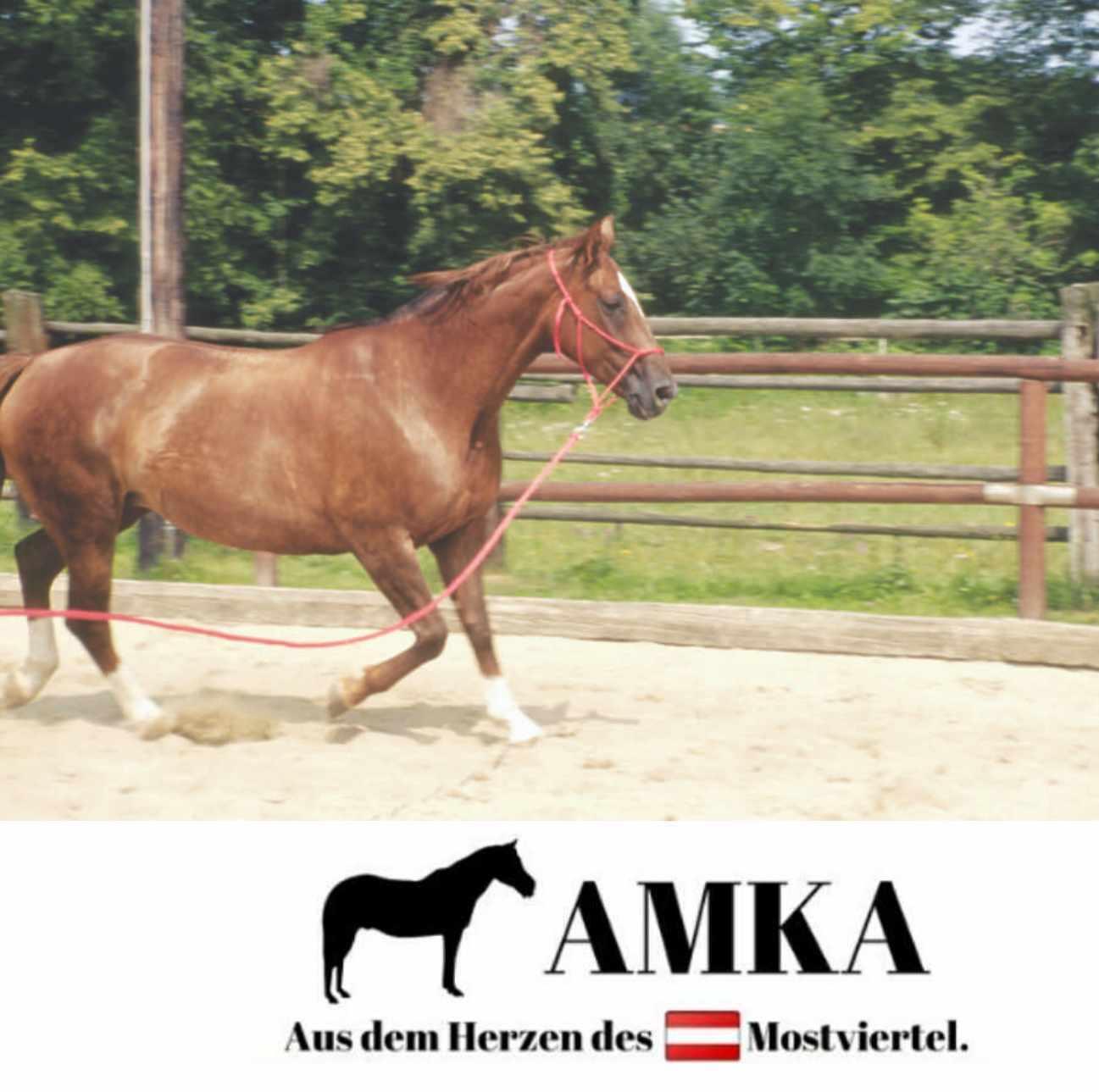 AMKA Knotenhalfter mit Ringen 2/4