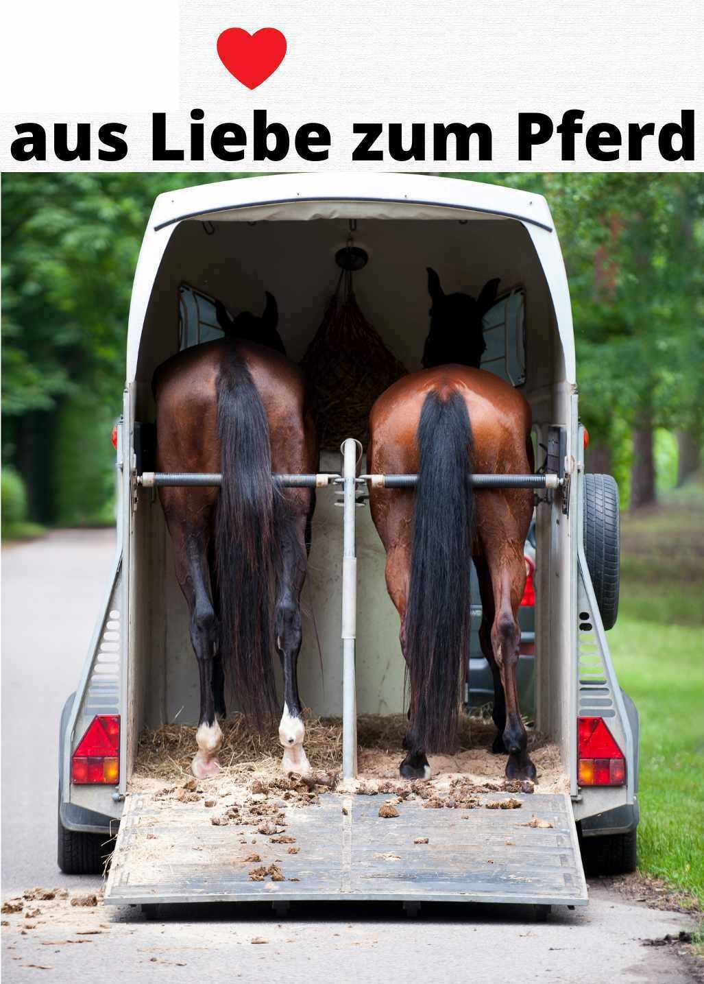 Harry`s Horse Anbindestrick 2/3