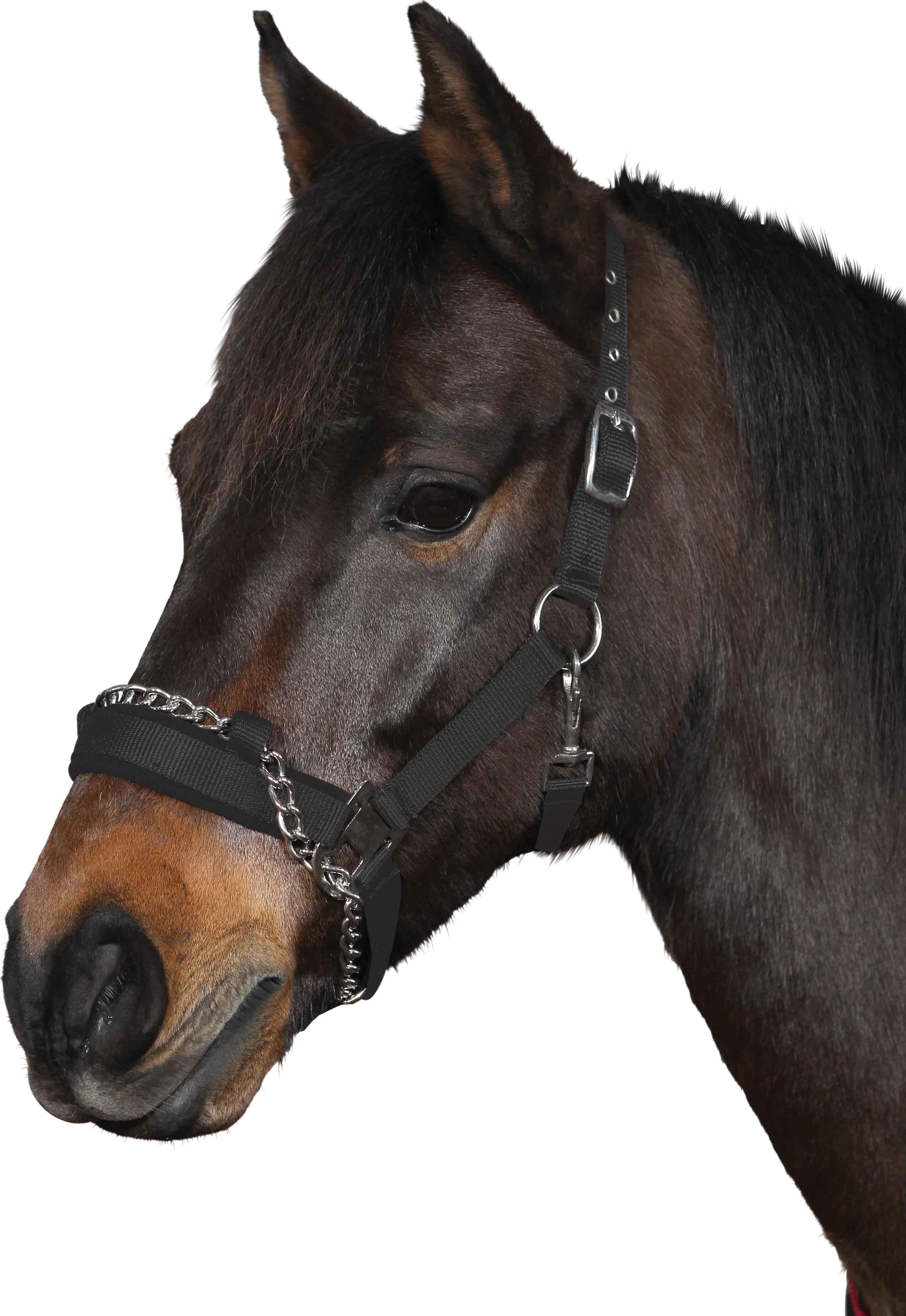Horse Guard Halfter mit Kette 2/4
