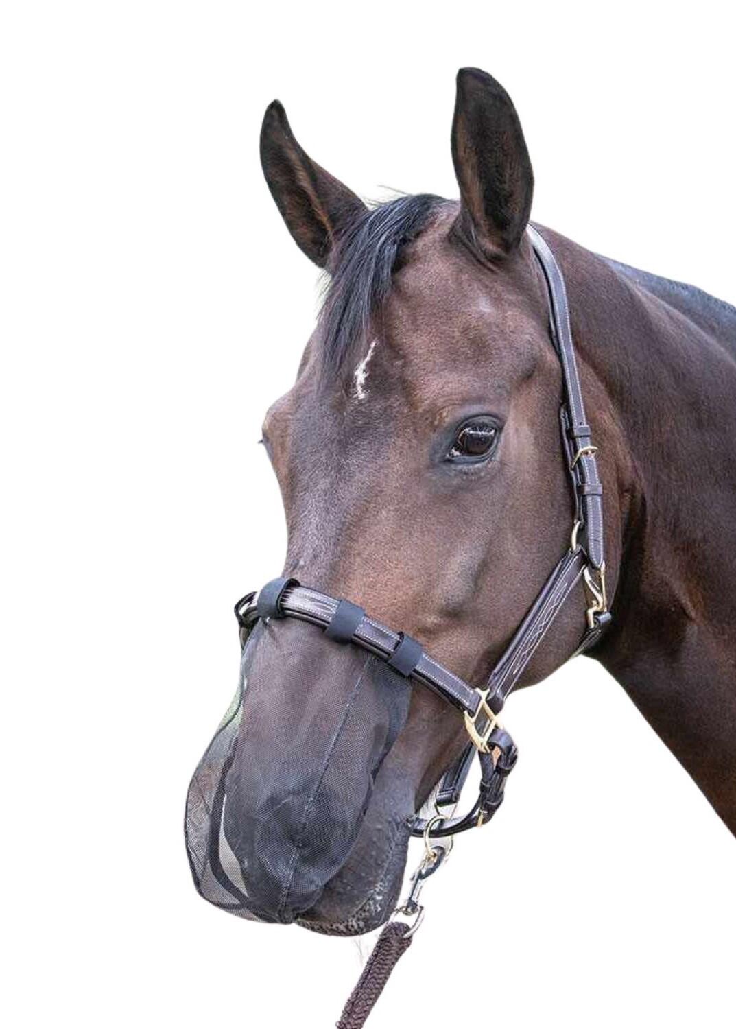 HARRYS HORSE picture