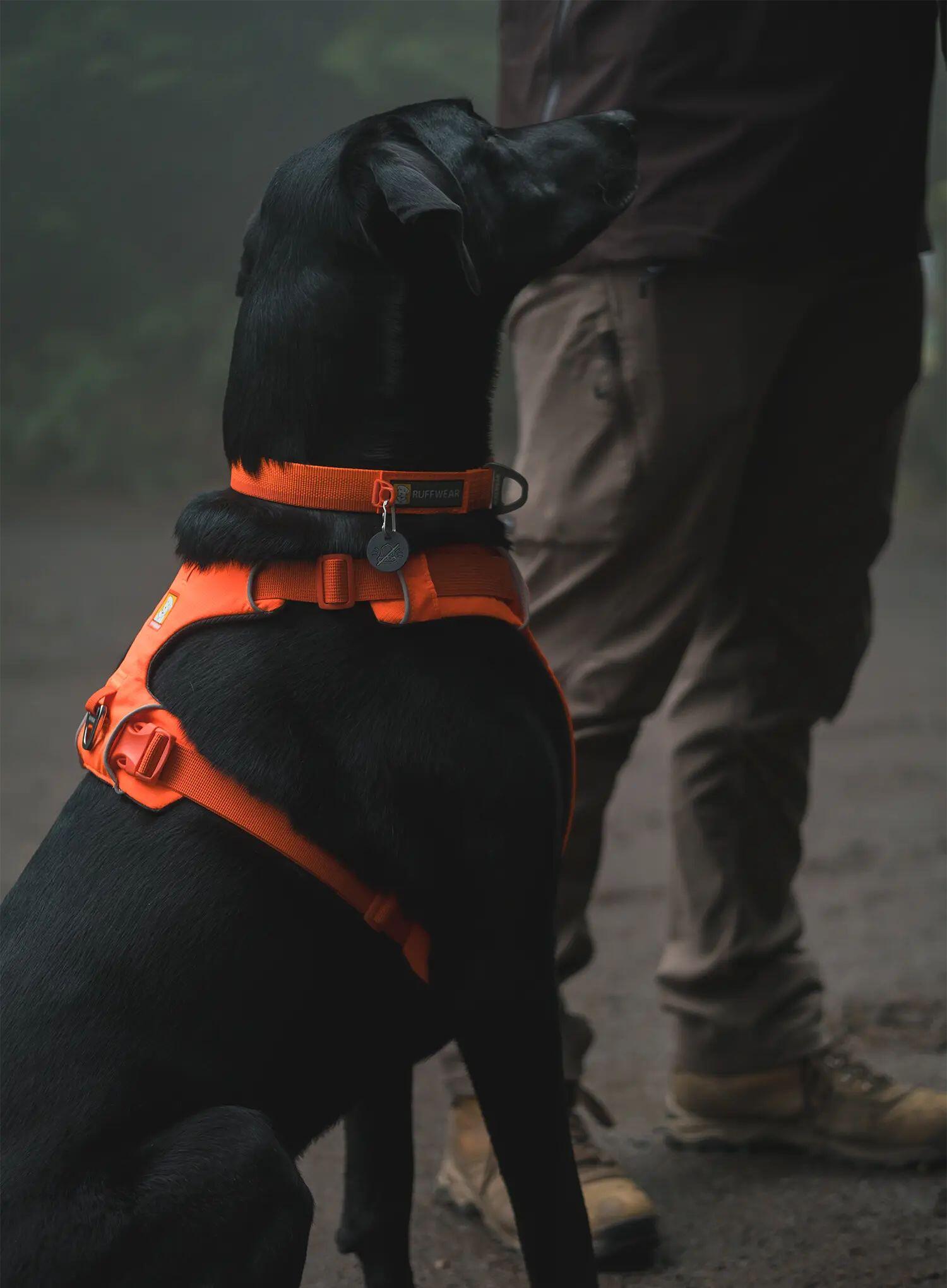 Szelki dla psa Ruffwear Web Master Harness 2/7