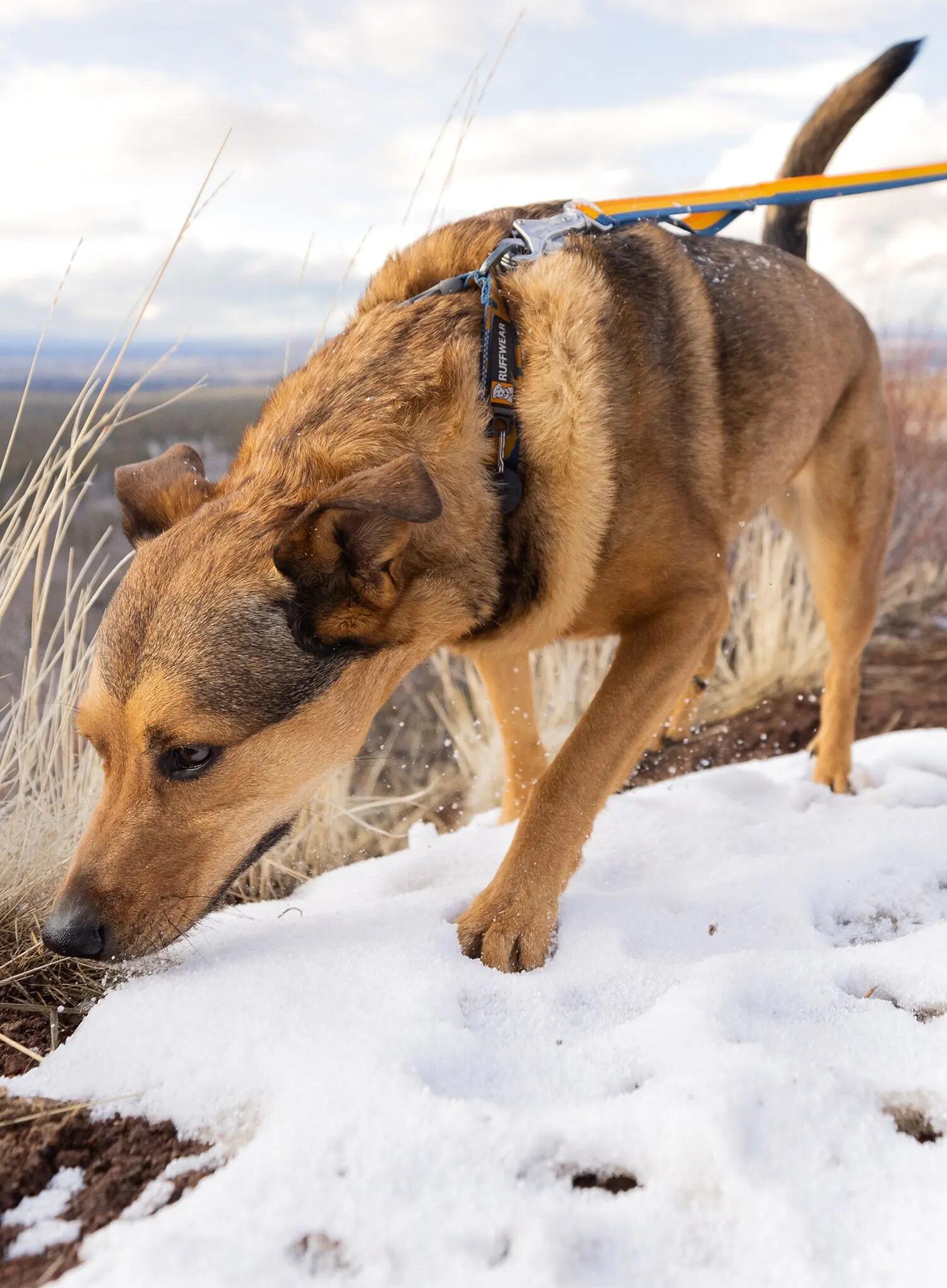 Smycz dla psa Ruffwear Roamer Bungee Leash 4/7