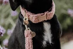 Collier pour chien Teddy Fleece - Kentucky