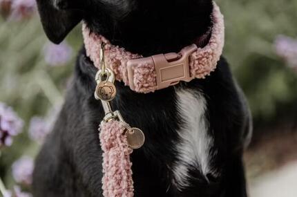 Collier pour chien Teddy Fleece - Kentucky