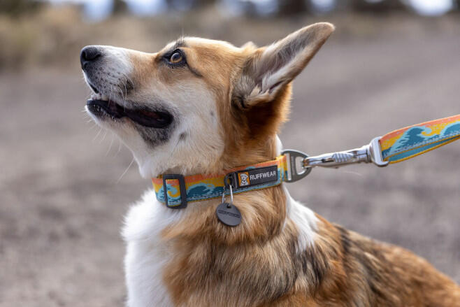 Collier pour chien réfléchissant Ruffwear Crag 4/5