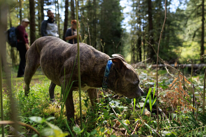Collier pour chien réfléchissant Ruffwear Crag 5/5