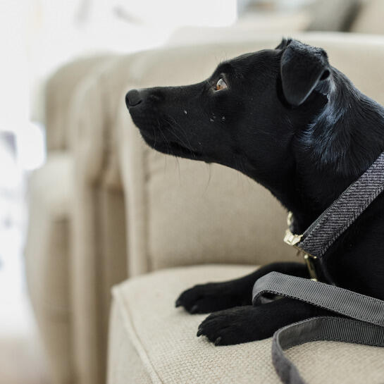 Collare per cani Kentucky Wool 3/3
