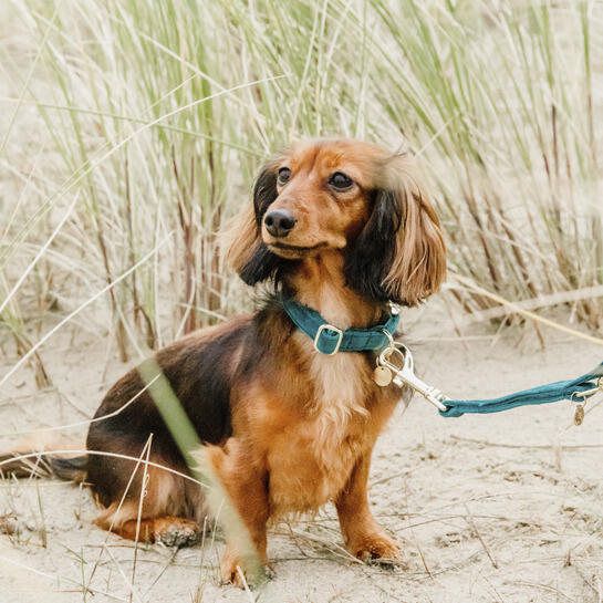 Collier pour chien Velvet - Kentucky 2/3