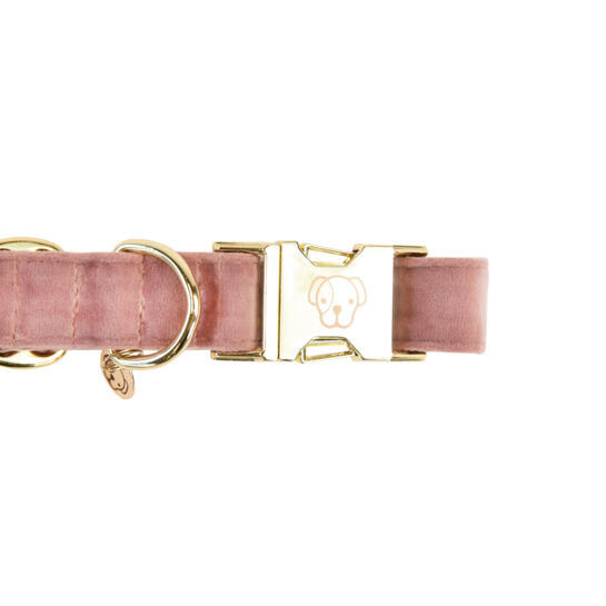 Collier pour chien Velvet - Kentucky 2/4