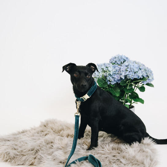 Collier pour chien Velvet - Kentucky 3/3