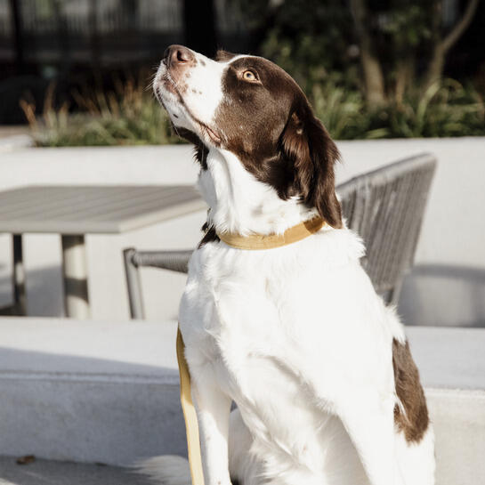 Collare per cani Kentucky Velvet 4/7