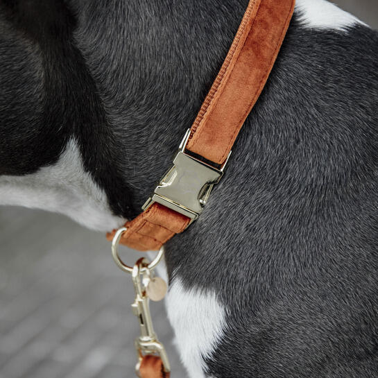Collier pour chien Velvet - Kentucky 3/4