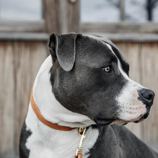 Collier pour chien Velvet - Kentucky 2/4
