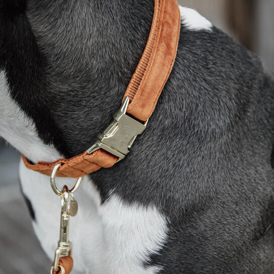 Collier pour chien Velvet - Kentucky 4/4