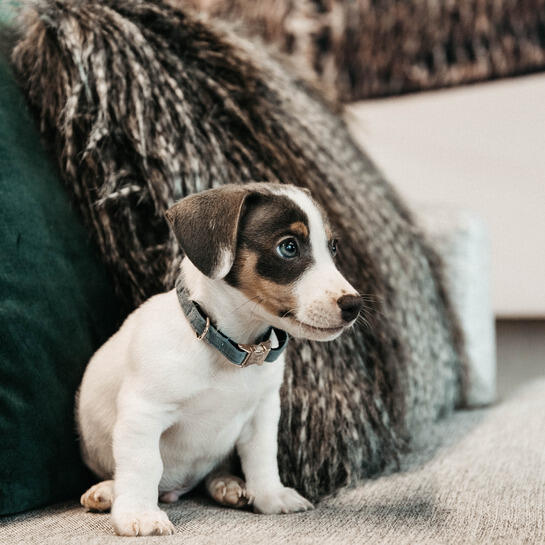 Collier pour chien Velvet - Kentucky 3/7