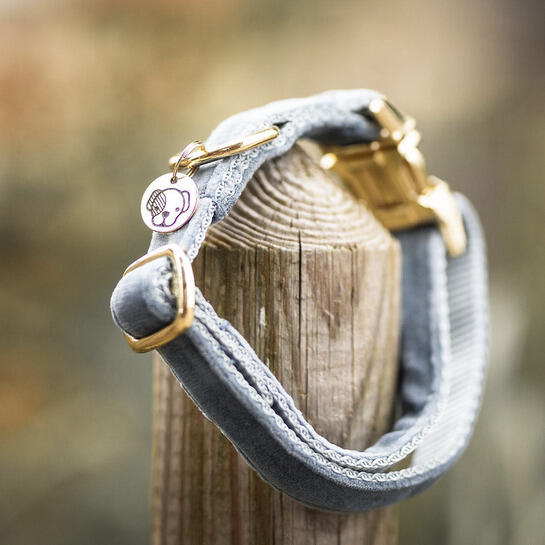 Collier pour chien Velvet - Kentucky 2/7