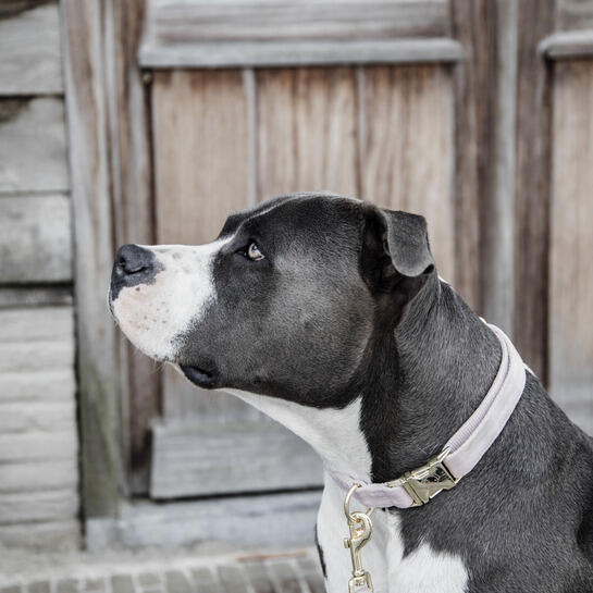 Collier pour chien Velvet - Kentucky 2/3