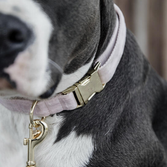 Collier pour chien Velvet - Kentucky 3/3