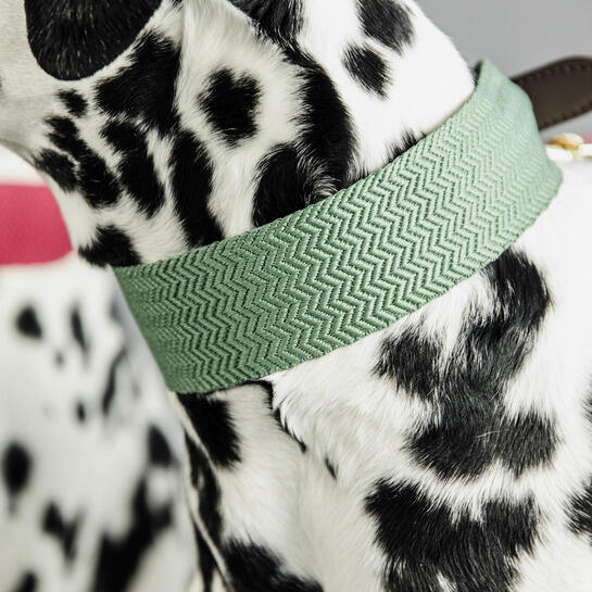 Collier pour chien Kentucky Jacquard 3/3
