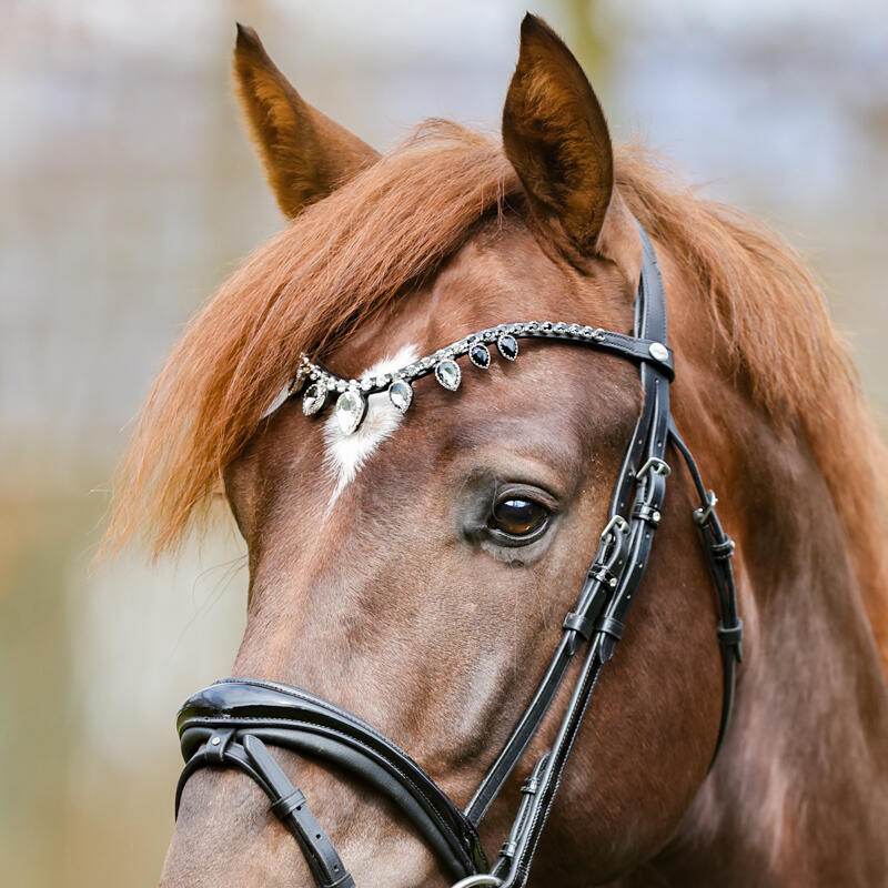 Frontal para caballo Kavalkade Empress 5/5
