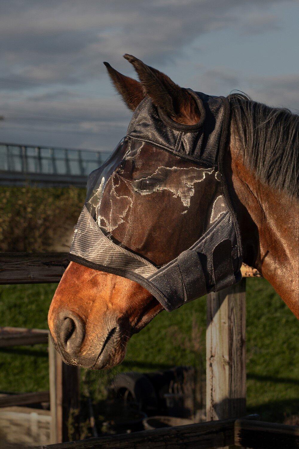 HARRYS HORSE Maschera antimosche senza orecchie per cavalli Harry's Horse Flyshield