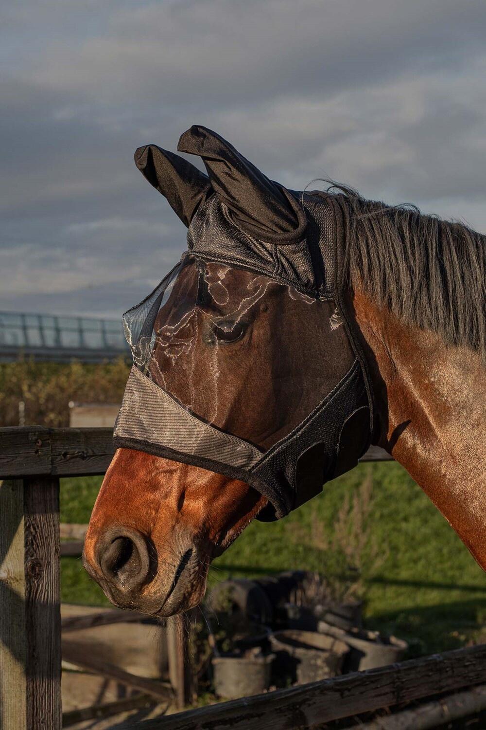 HARRYS HORSE picture