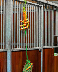 Jouet de box avec filet à foin - QHP